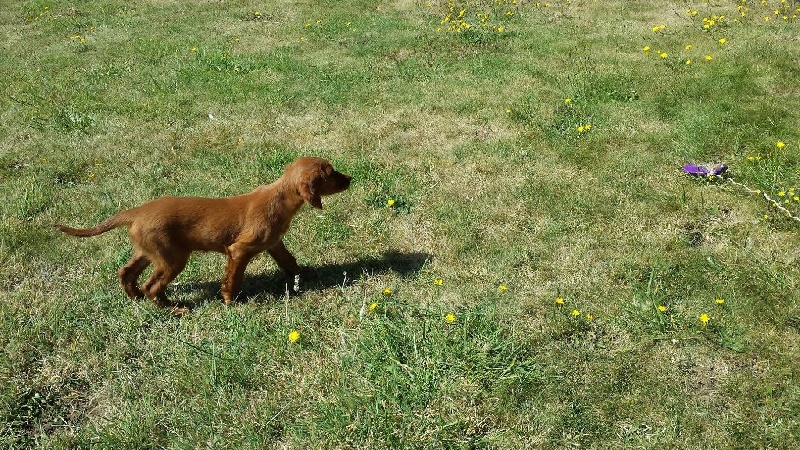 CH. TR. Mascotte de l'anse de ty roux