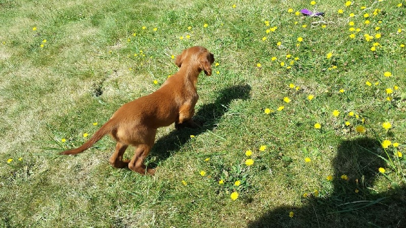 CH. TR. Mascotte de l'anse de ty roux