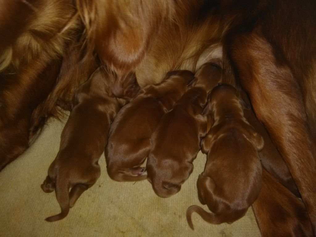 chiot Setter irlandais rouge des Petits Bouts D'air