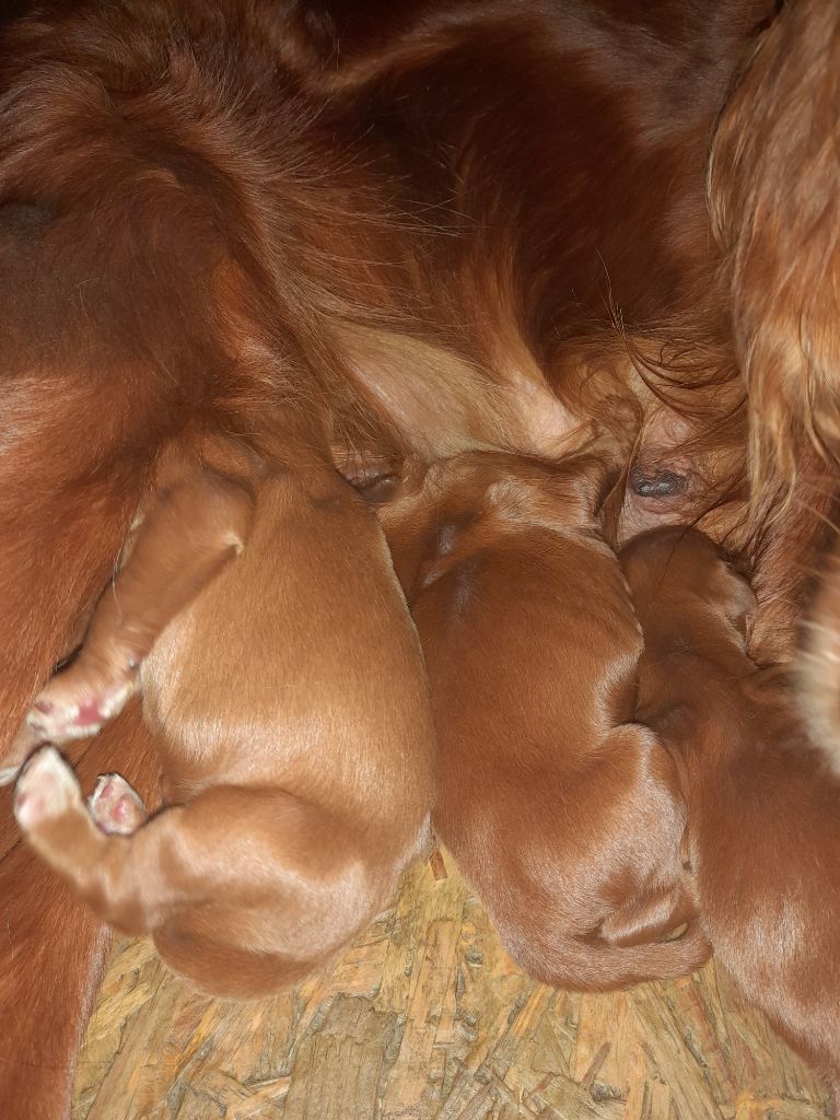 chiot Setter irlandais rouge des Petits Bouts D'air