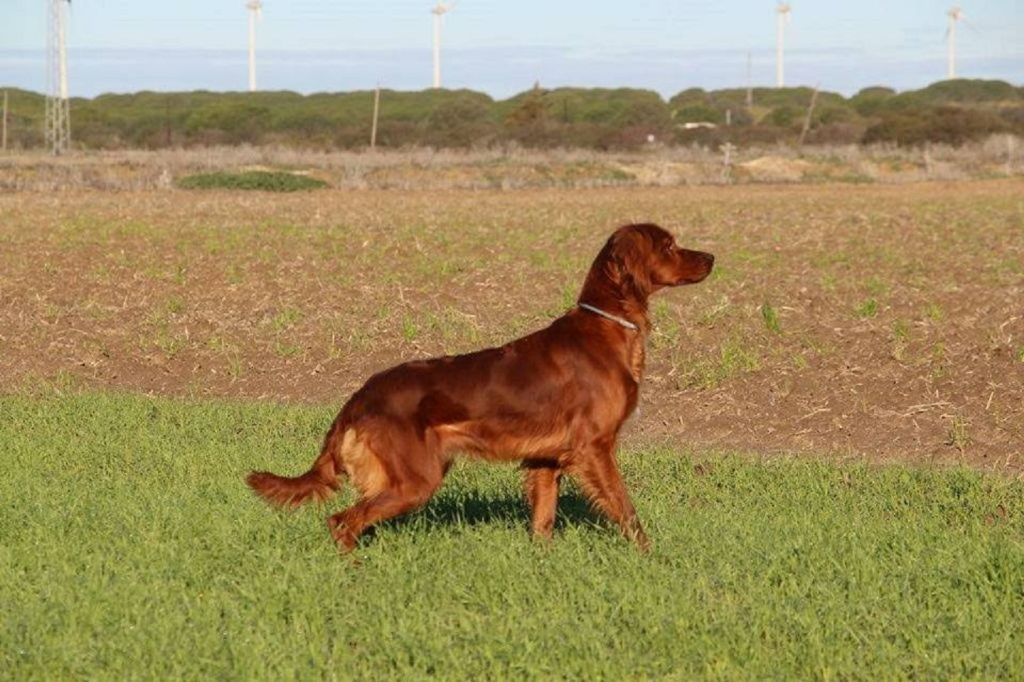 TR. CH. Mascotte de l'anse de ty roux