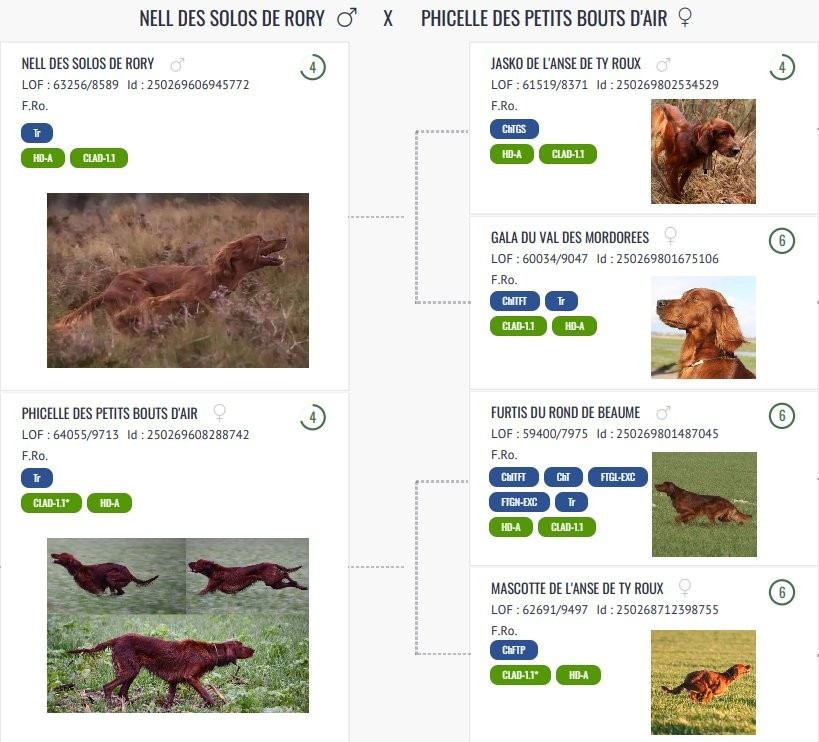 Portée à venir : PHICELLE des Petits Bouts d'Air et NELL des Solos de Rory !!!