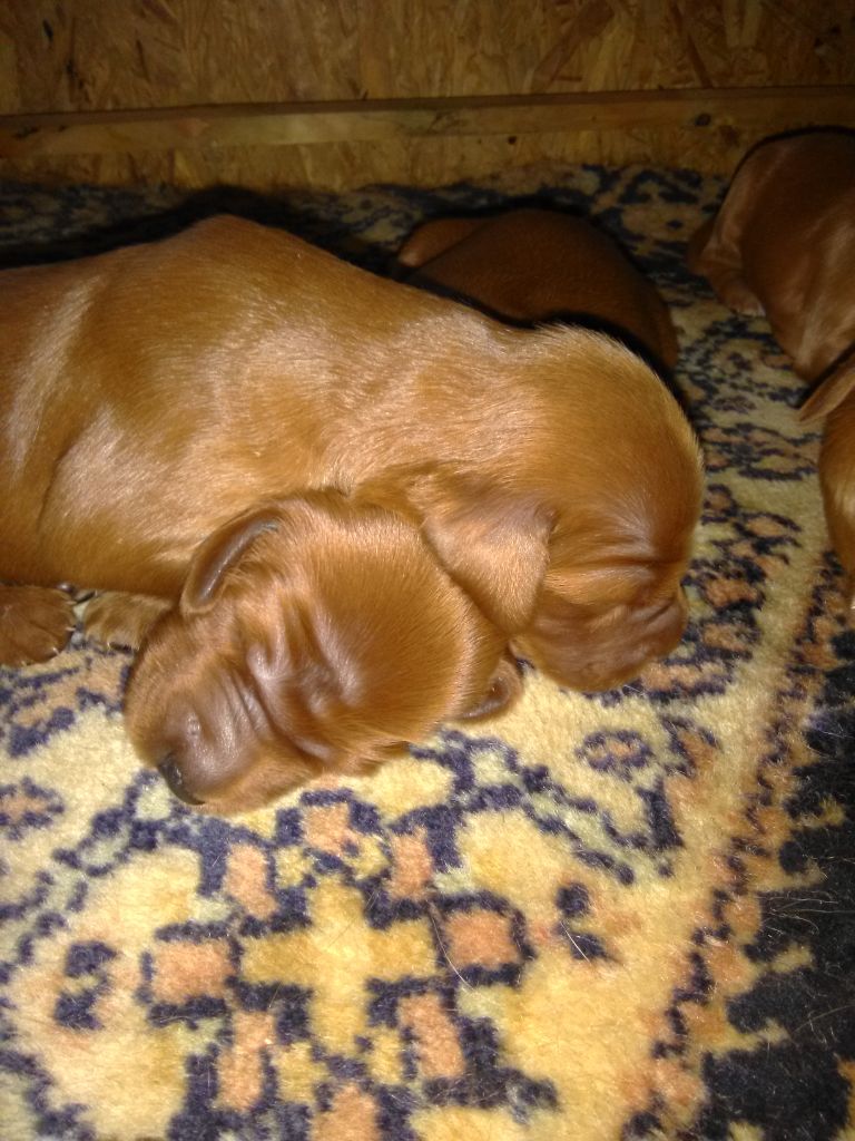 ! PHICELLE des Petits Bouts d'Air et ROCKIN RORY des Monts Brumeux !